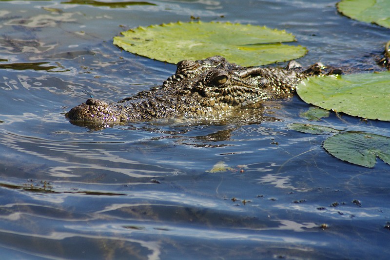 2009-11-06 22-01-07_1.jpg - lauern auf Beute!